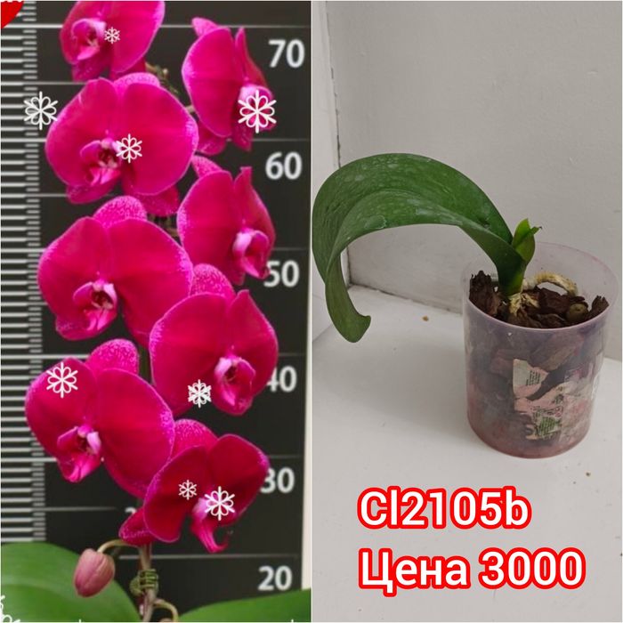 Орхидеи сортовые