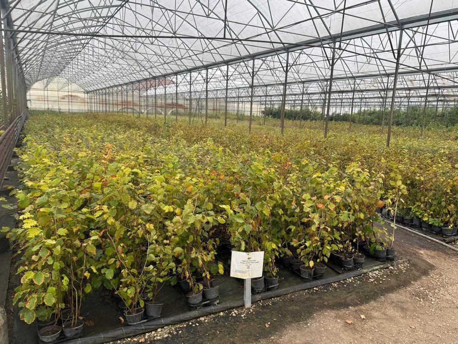 Oferta de primavara - Plante de alun la ghiveci