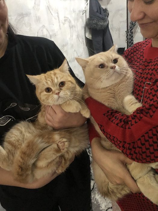 Kiz British shorthair 3 oylik mushuk