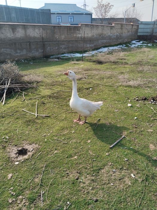 Гусь Халмагор помесь продается