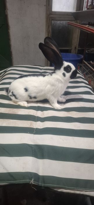 Tineret Fluture German Pestrit