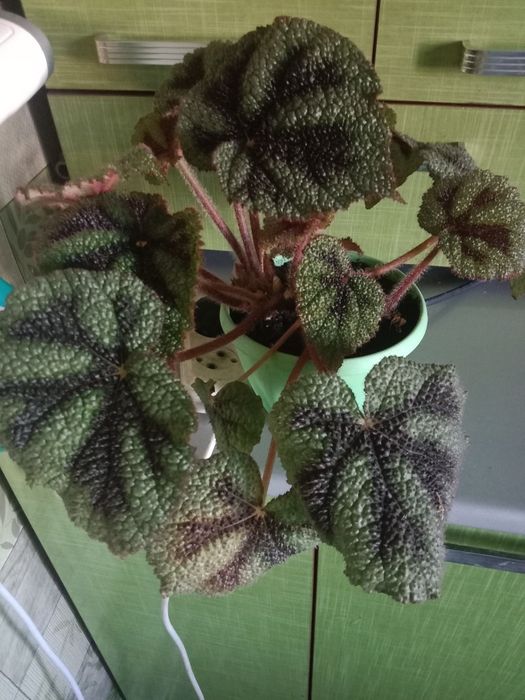 Цветок комнатный бегония