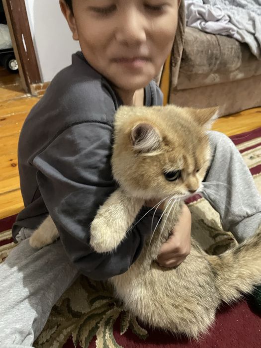 Котята Британской пароды