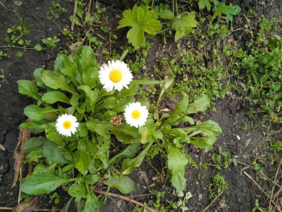 Продам маргаритки