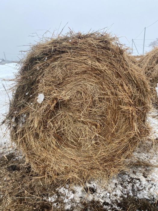 Продам сено покос 2025 года