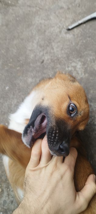 Pui de câine spre adoptie