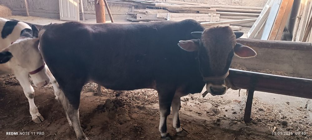 Buqa sotiladi 23 m