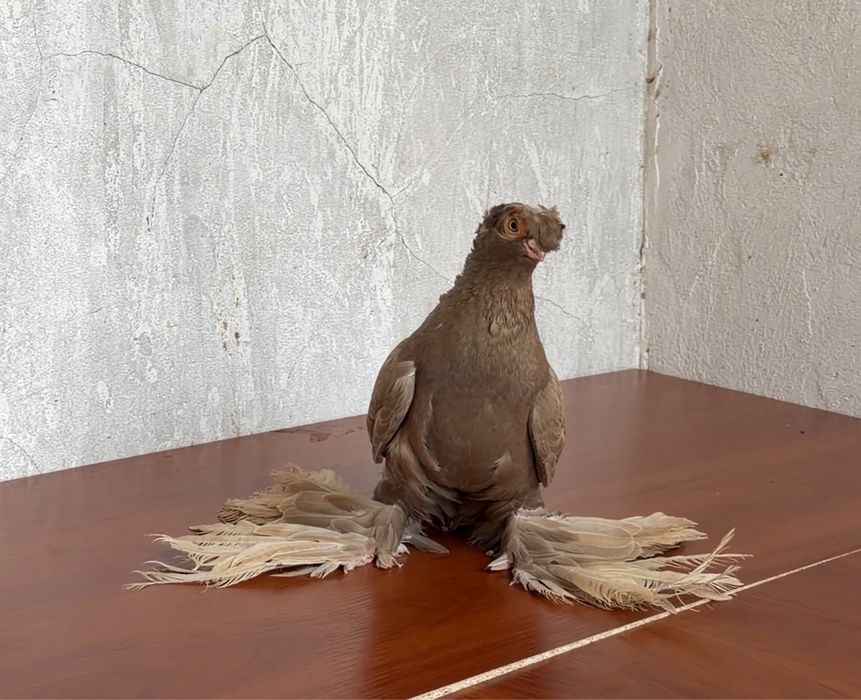 Продается голуби