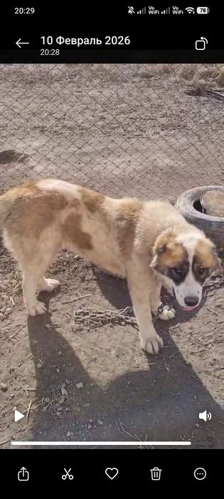 Продам собаку девочку