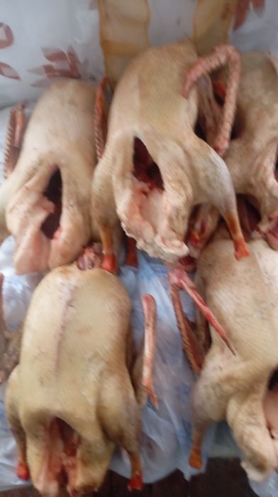 Продам домашних гусей