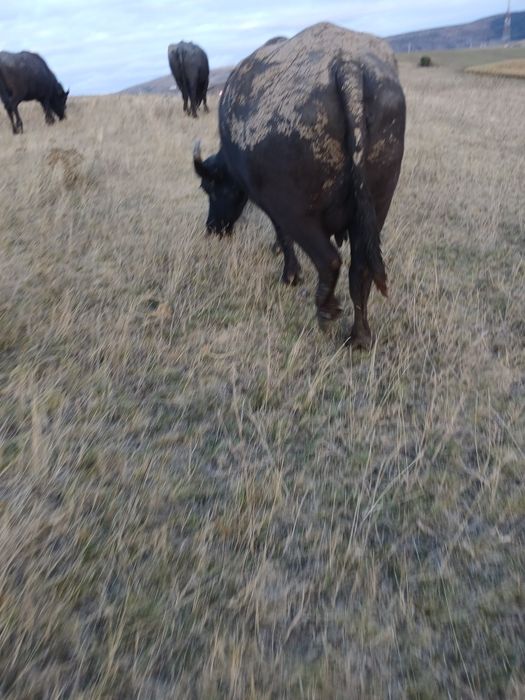 Vând bivolita cu vitică