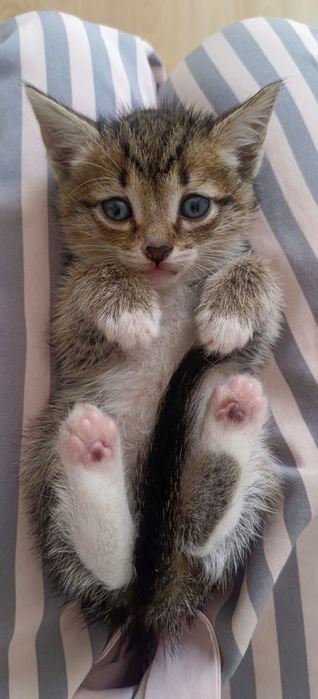 Продам котят в хорошие руки