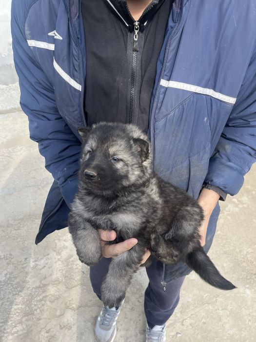 Продается собака