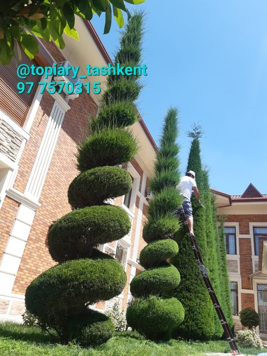 Archa kesish dorilash