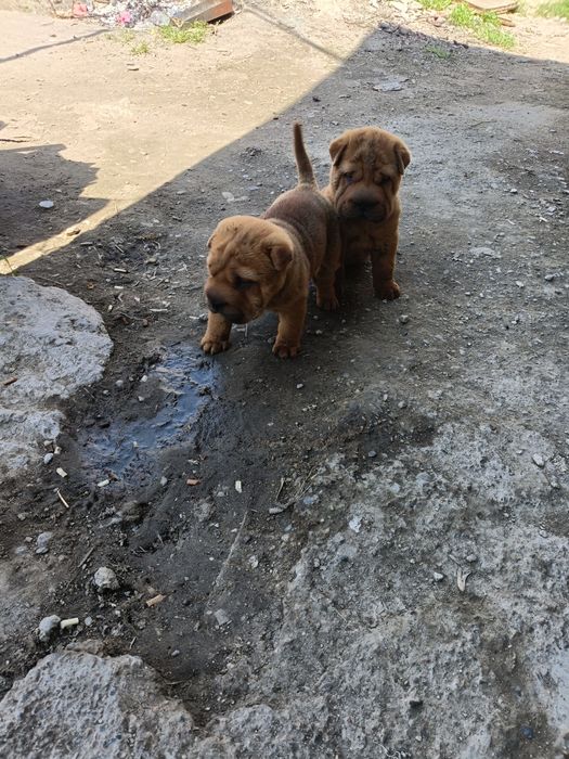 Щенки шарпея мальчик и девочка