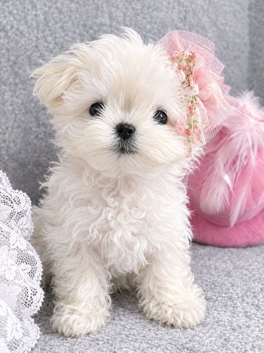 Bichon maltez mini toy bucuresti