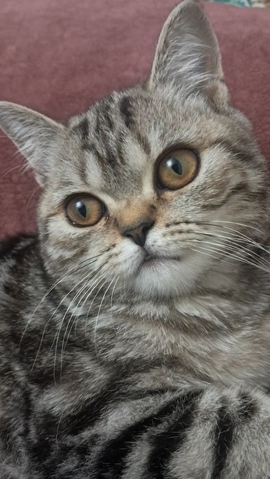 Шотланский кошка