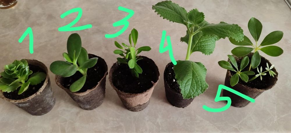 Продам цветочки не дорого