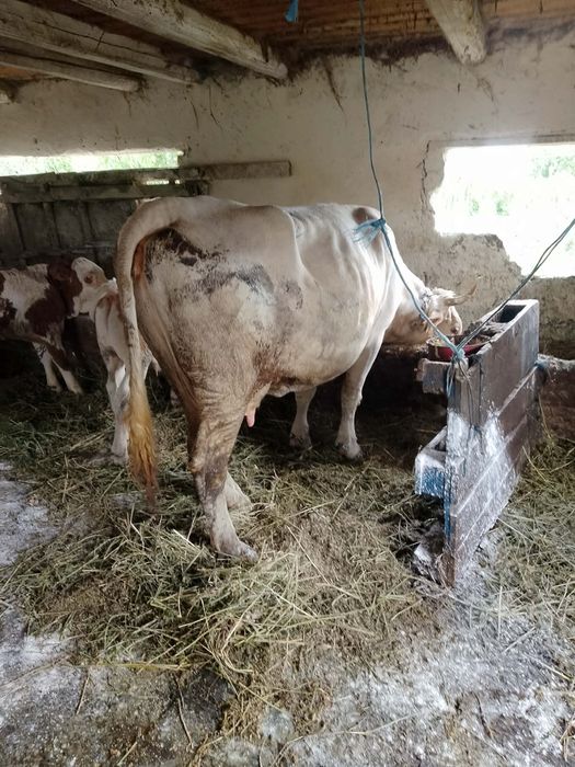 Vaca de vanzare
