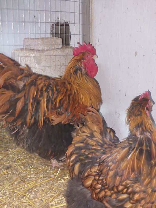 Продам семейку оргпингтона
