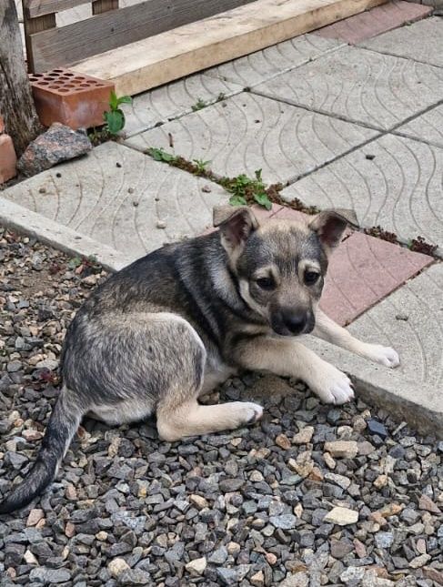 Отдам в добрые руки, доставка