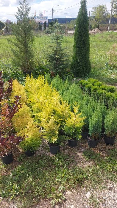 Leylandii Gold Rider / Leylandii Auriu