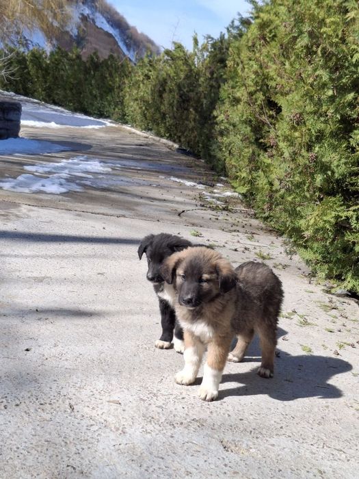 Kuchukchalar 2 Dona qiz