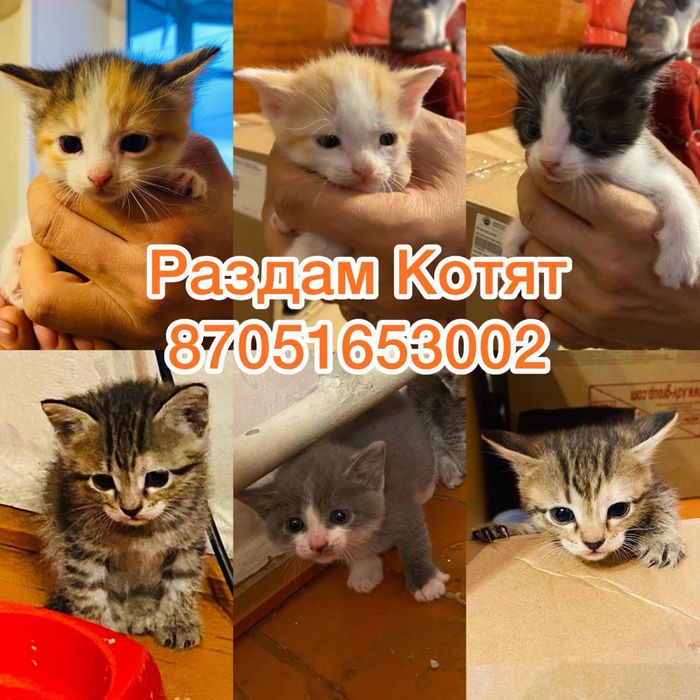 Котята БЕСПЛАТНО в добрые руки