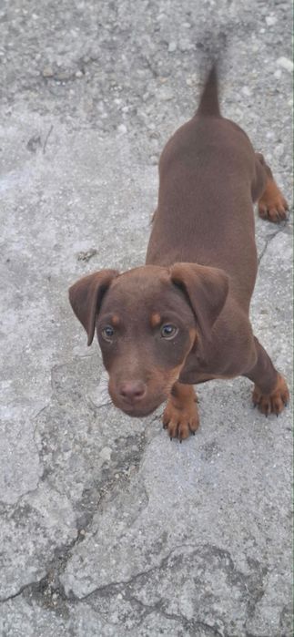 Vand femela Jagd terrier
