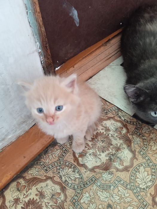 Продам котят по 2000
