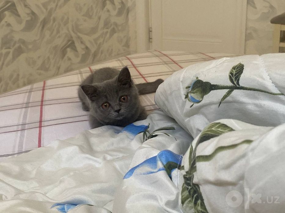 продаём британского котенка, очень послушная девочка, 4 месяца!