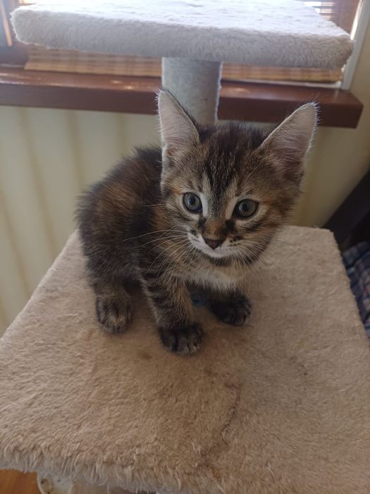 Котята 1,5 месяц бесплатно