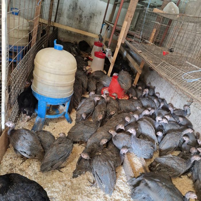 Bibilici de carne și ouă puicute