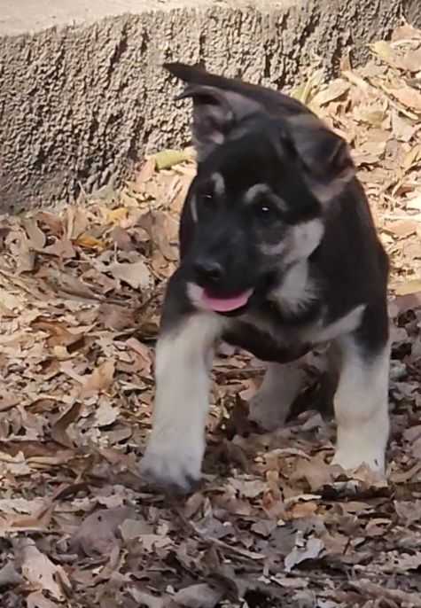 Щенки ВЕО 2,5 месяца