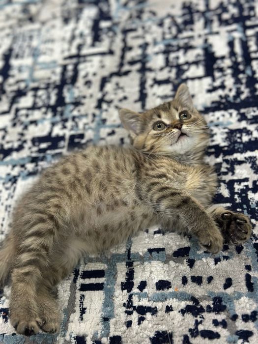 Продам британскую кошечку