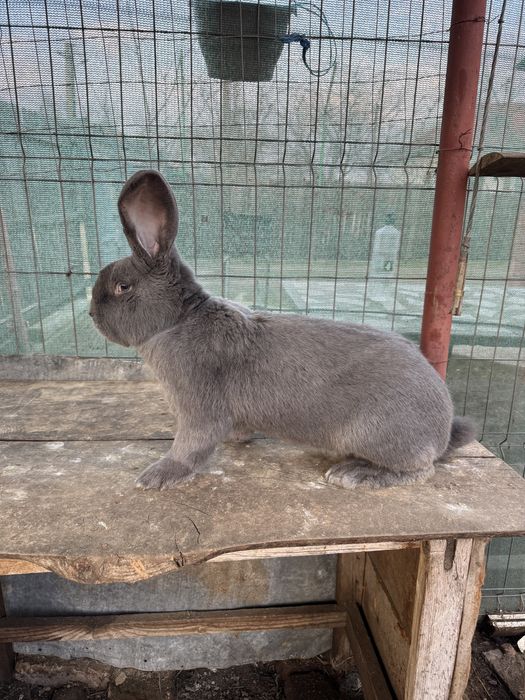 Mascul fluture german janet albstru