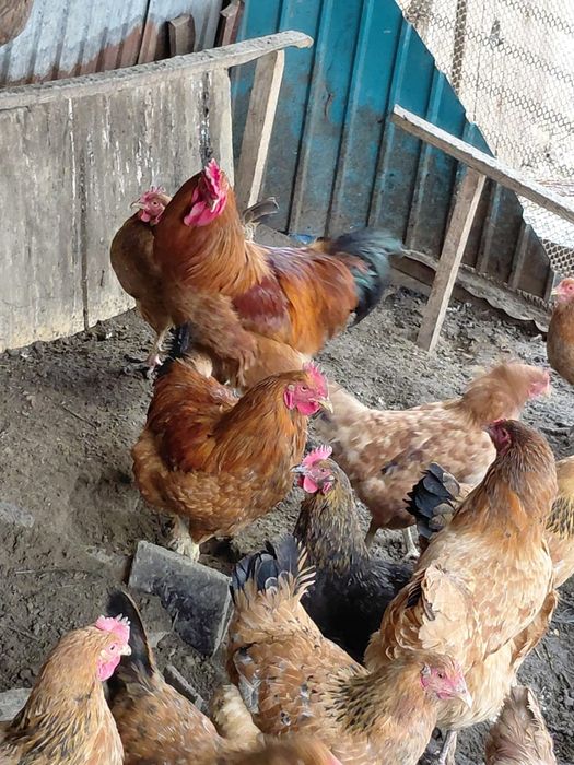 Петухи.       әтештер