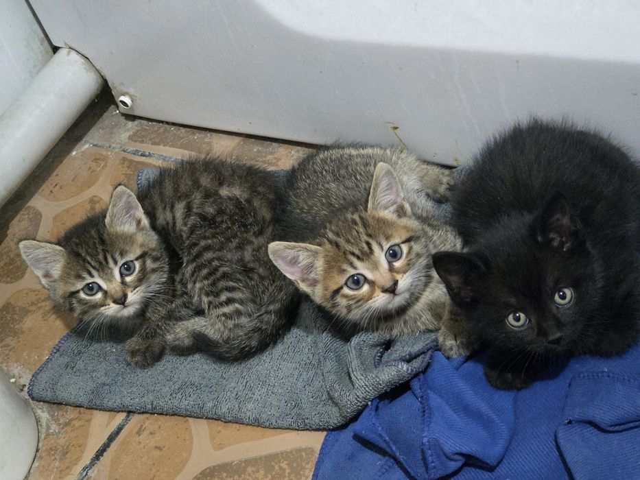 Отдам красивых котят