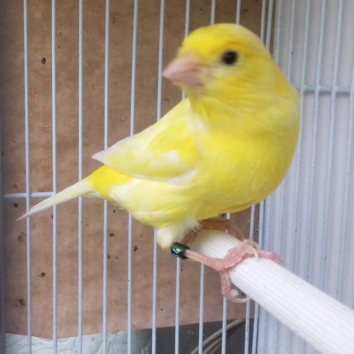 Canari Malinois Mascul