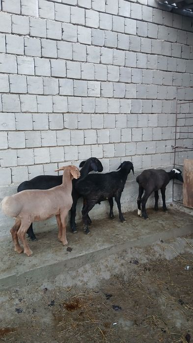 Quylar sotiladi moda quchqorlar