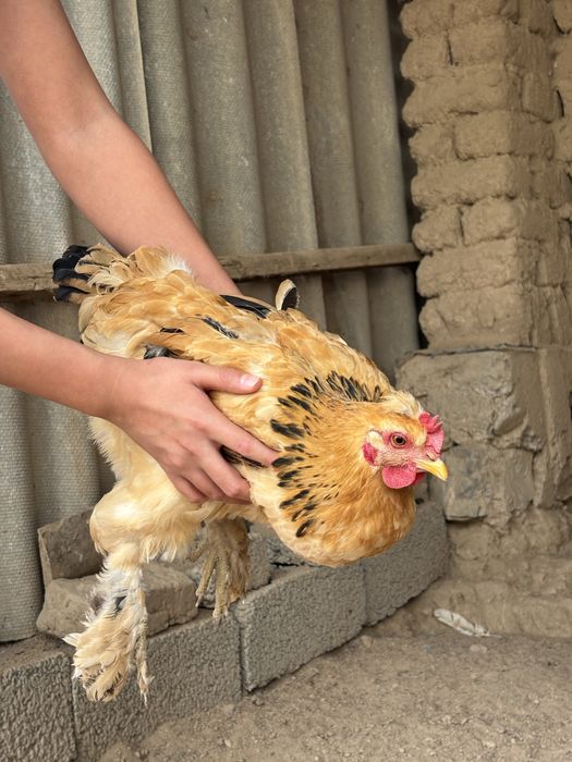 Тауық қораз 3000нан сауда бар