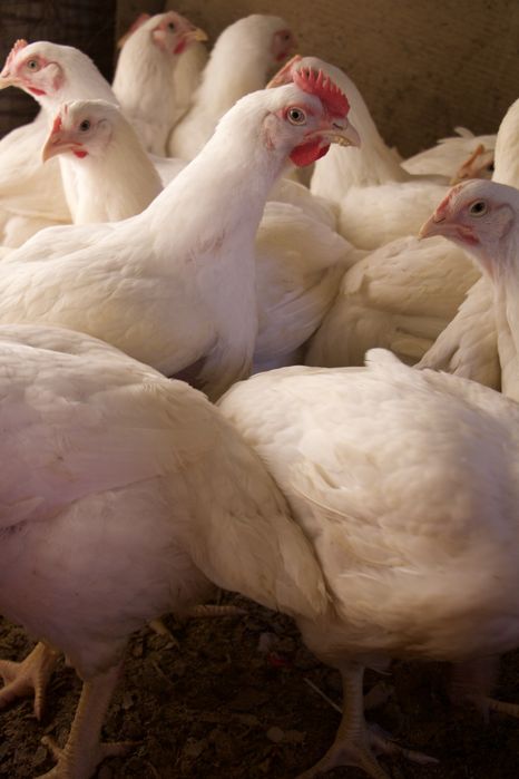 Продаются бройлерные куры!