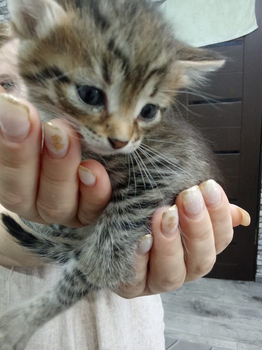 Марғаулар-  ақ ұрғашы, сұр еркек.