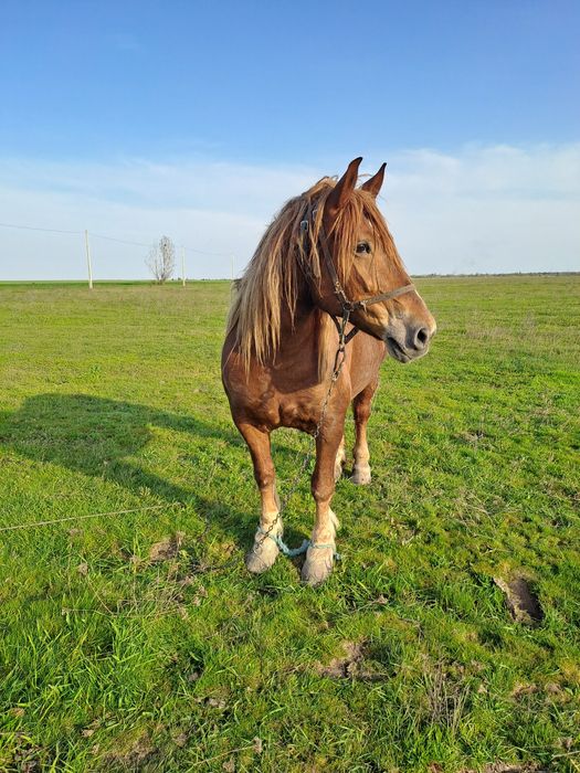 Iapa semigrea baldovinesti
