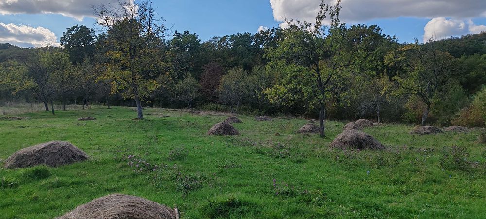 5541m2 de teren langa padure