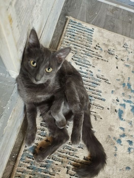 Отдаем котенка в добрые руки