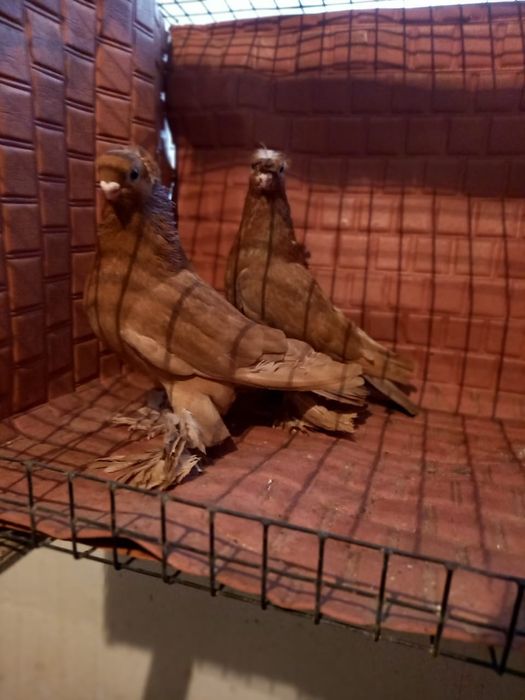 Голуби узбекские маланосые.