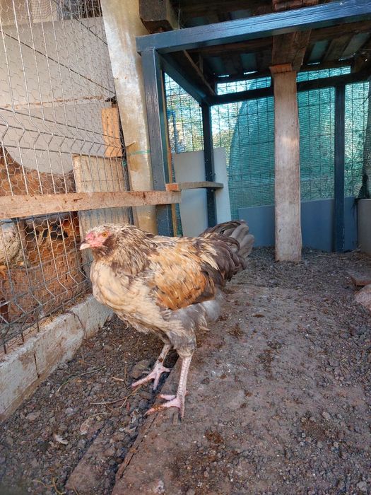 Vând cocoși Ameraucana
