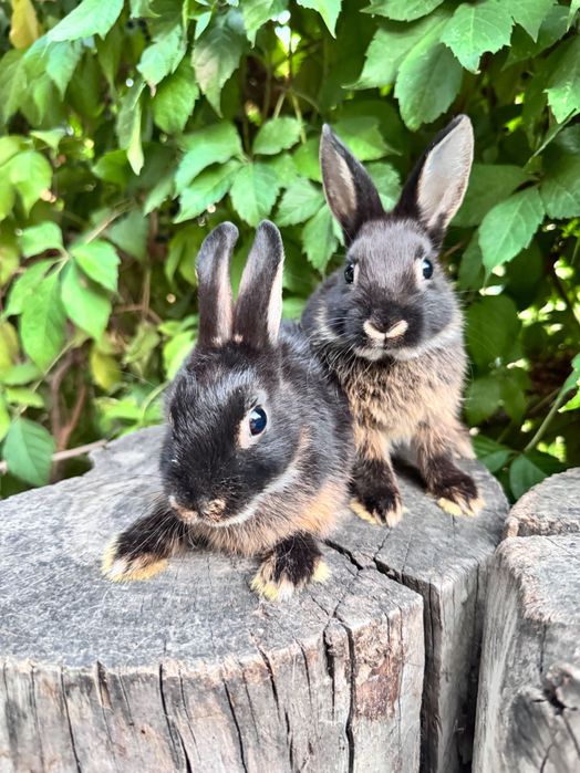 Продаются кролики  порода декоративный карликовый цветной кролик