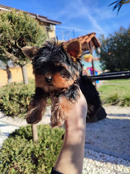 Йоркширски териер-йорки